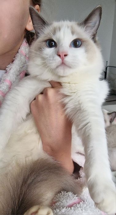 Kotka Ragdoll blue bicolor