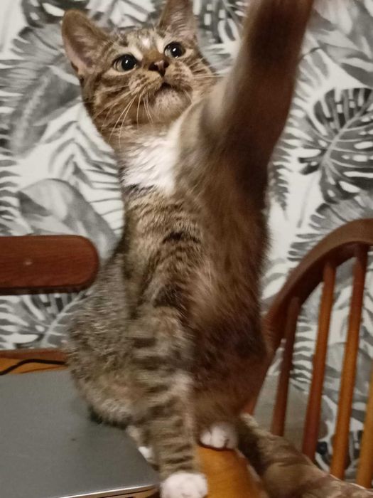 Henryk, Henio, Heniutek - turbo luzak szuka domu!