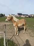 Ogierek rasy haflinger