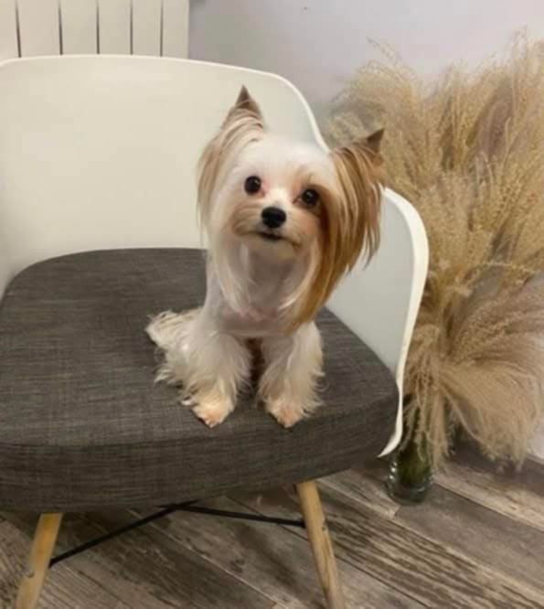 Yorkshire terrier