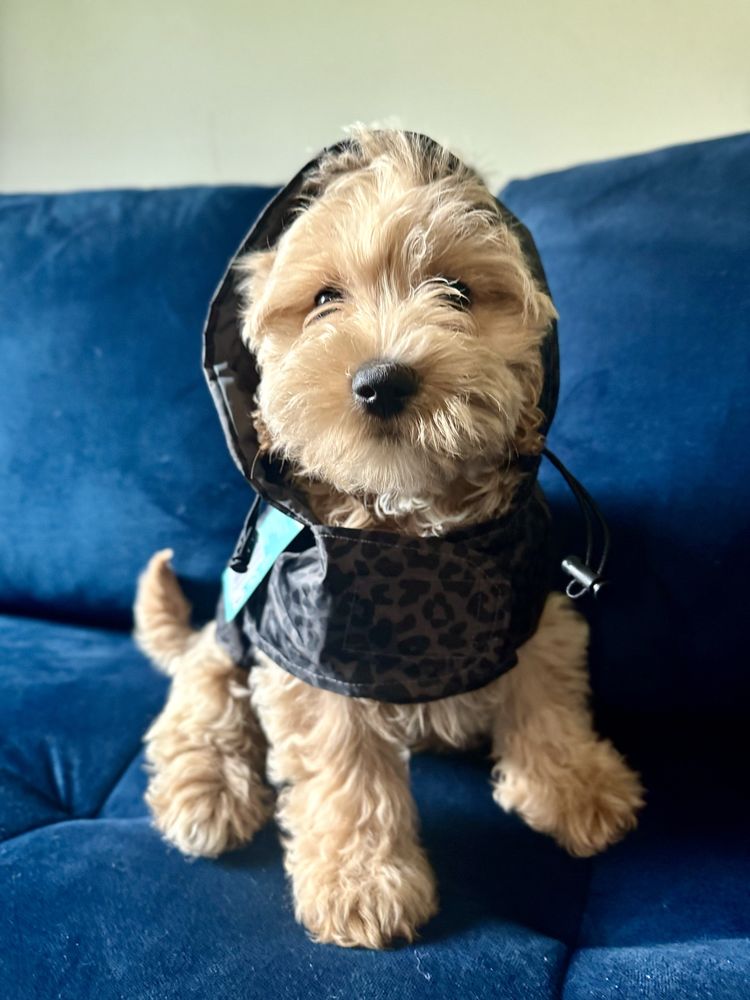 Maltipoo biszkoptowy piesek