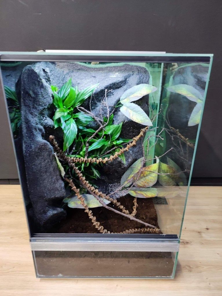 Terrarium szklane gekon żaba modliszka KOŚCIAN