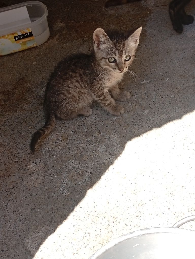 Gatinho com 2 meses para adopção