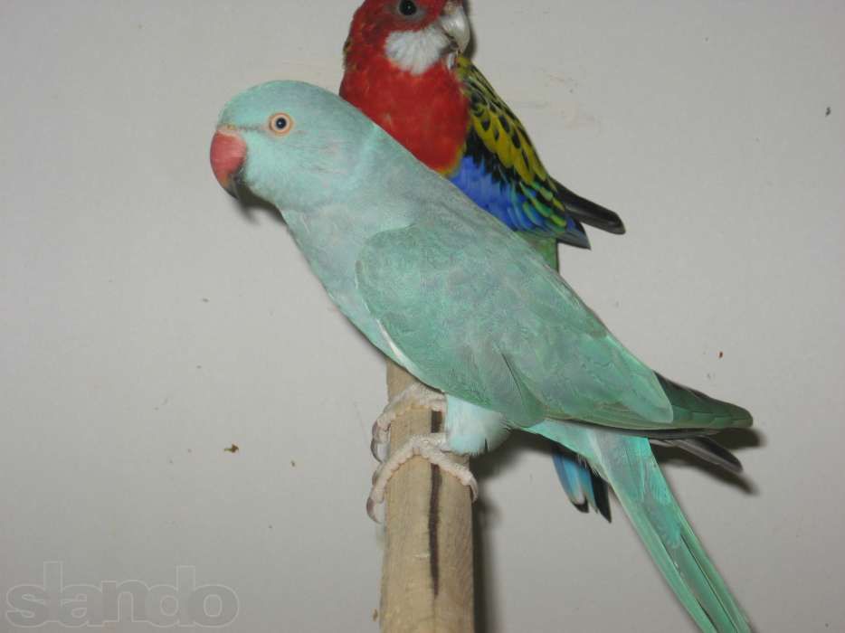 Птенцы ожерелового попугая голубого цвета