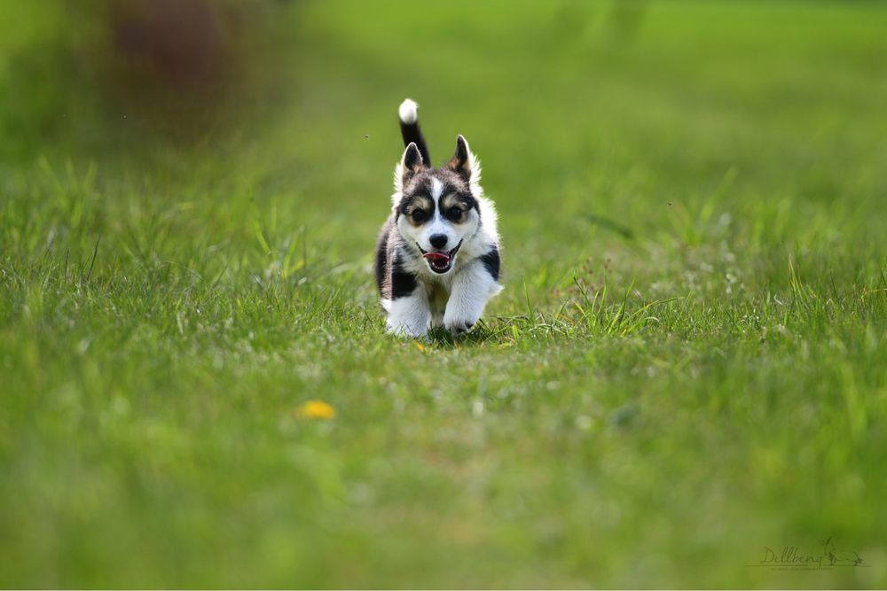 Piesek Welsh Corgi Pembroke ZKwP / FCI