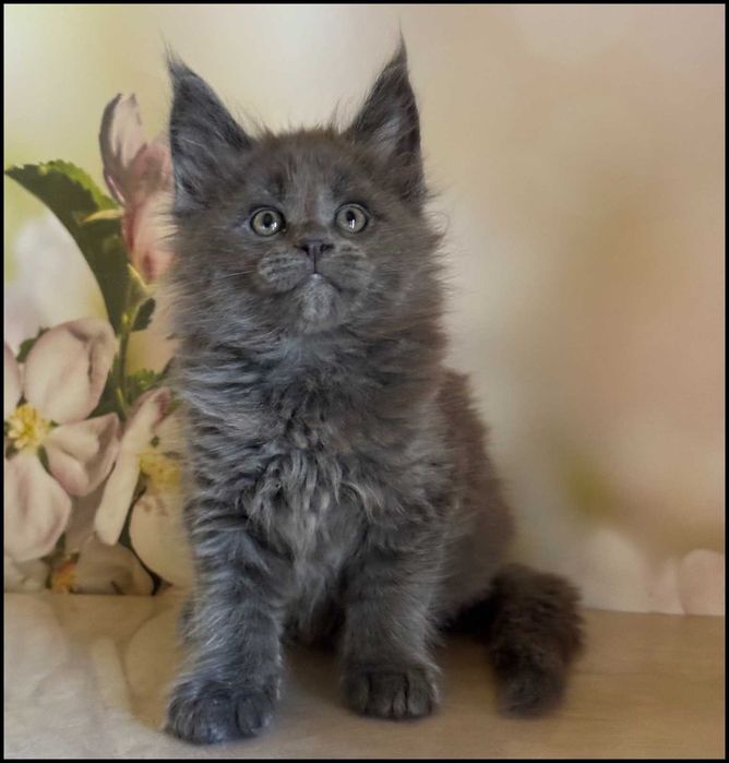 Koteczka Maine Coon Ornelia
