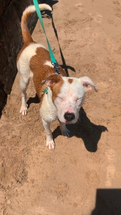 Cadelinha fêmea 1 ano para adopção