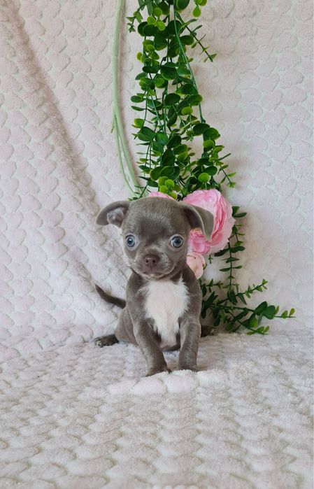 Estupenda menina lilac chihuahua/chiuaua de Qualidade