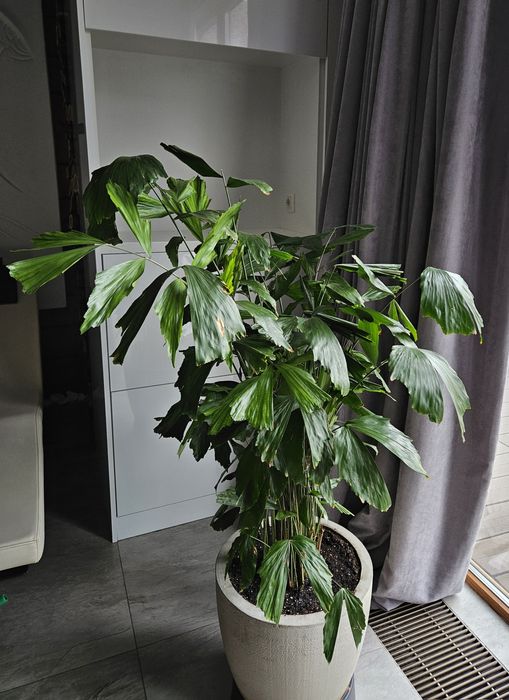 Догляд за кімнатними рослинами, озеленення приміщень