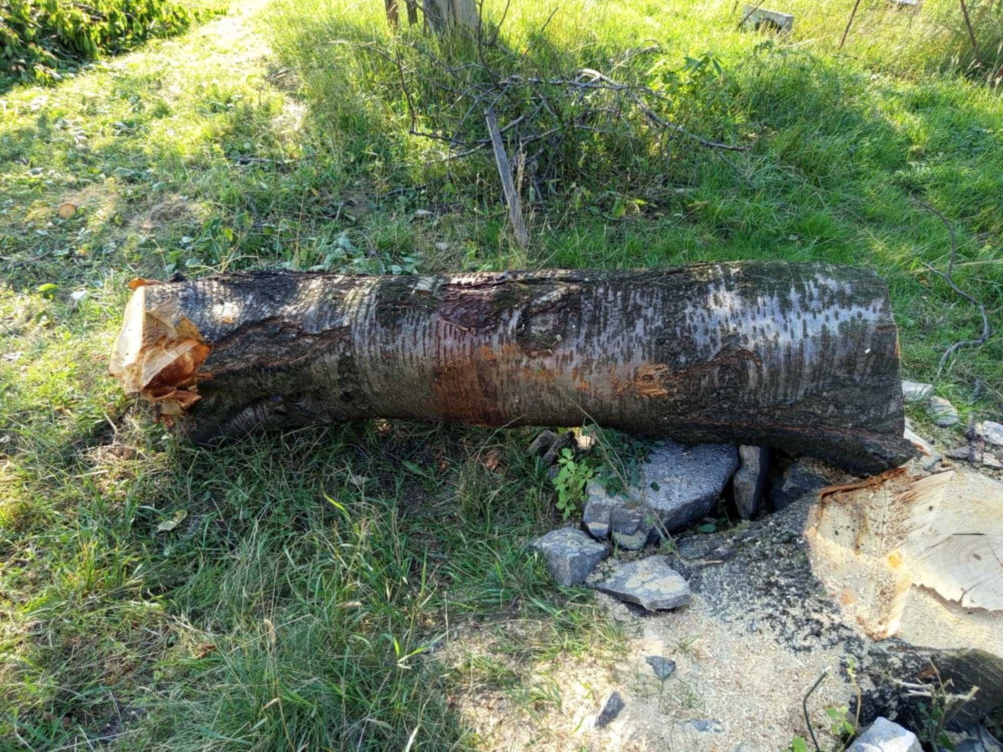 Sprzedam pień drzewa czereśni.