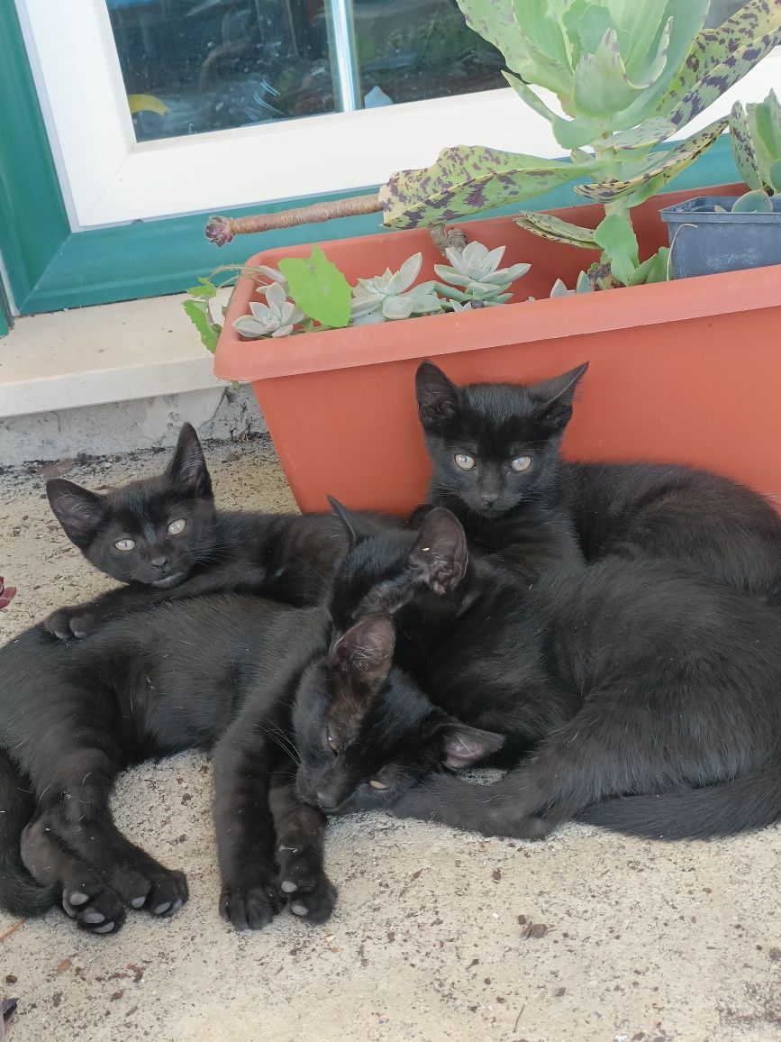 Gatos bebés para adoção