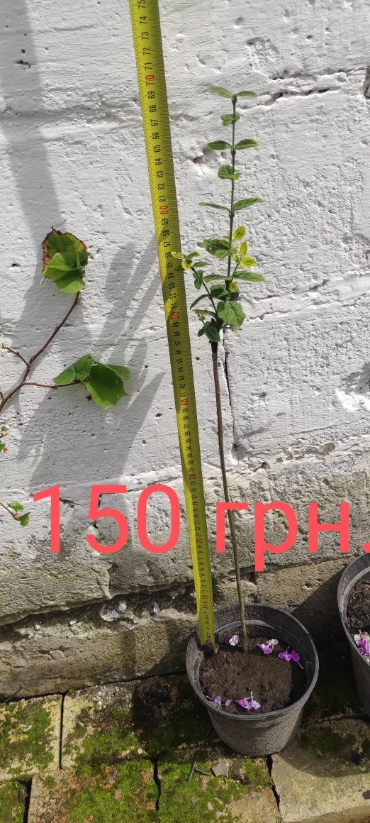 Бересклет на штамбі