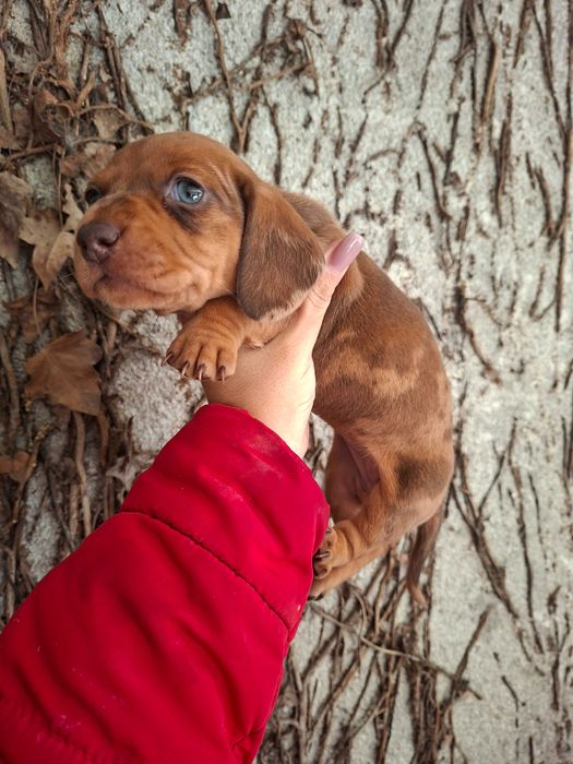 Teckel femea arlequim olho azul