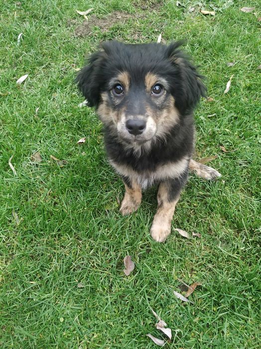 Oddam za darmo szczeniaki