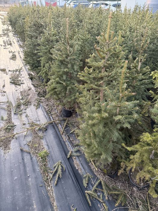 Sadzonki swierk pospolity