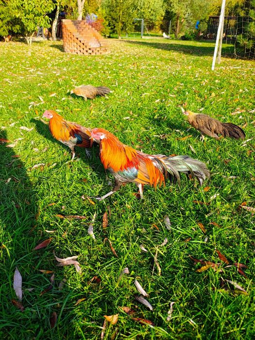 Kogut Feniks ozdobny