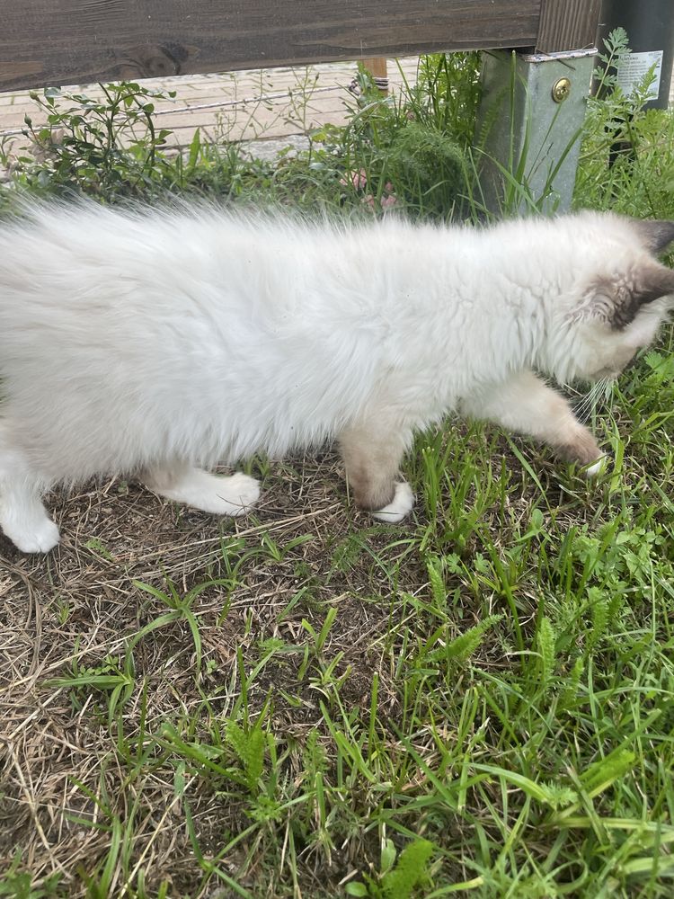 Kocurek i koteczka Ragdoll lub do hodowli