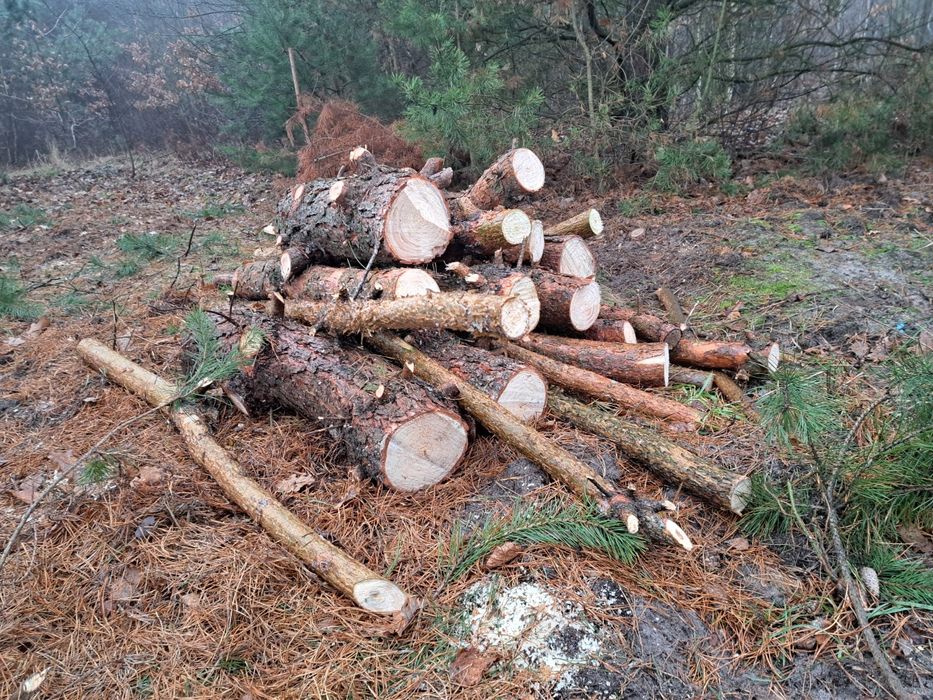 Sprzedam drzewo różnego rodzaju