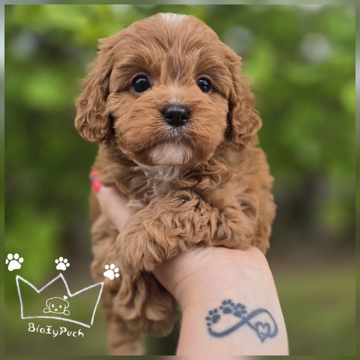 Mini cavapoo cavadoodle XS pudel toy  red badania paszport wyprawka