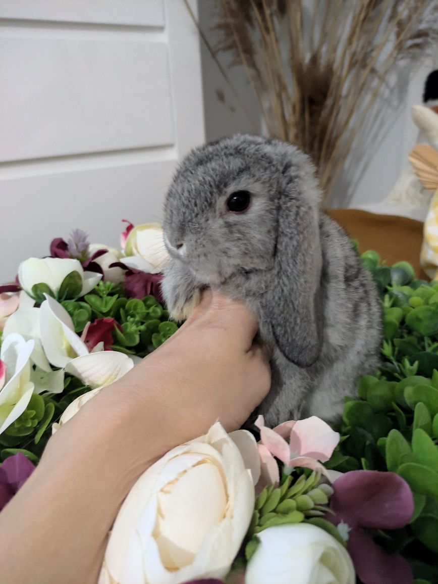 Królik Mini Lop gotowe do odbioru