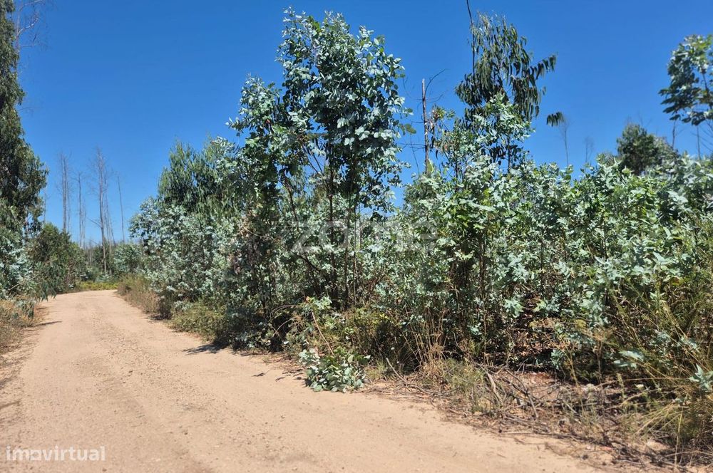Terreno Rústico na Caranguejeira