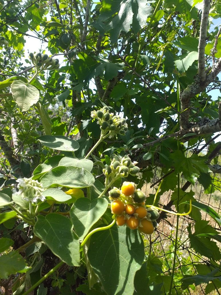 **Tamarilho Anão**