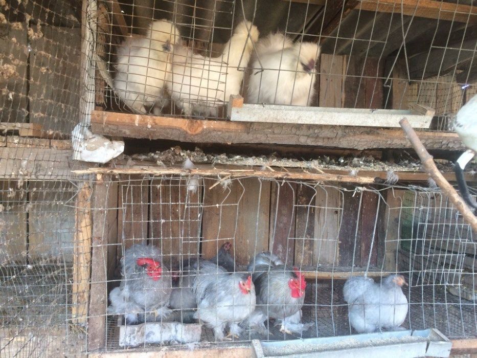Продам кури різних порід