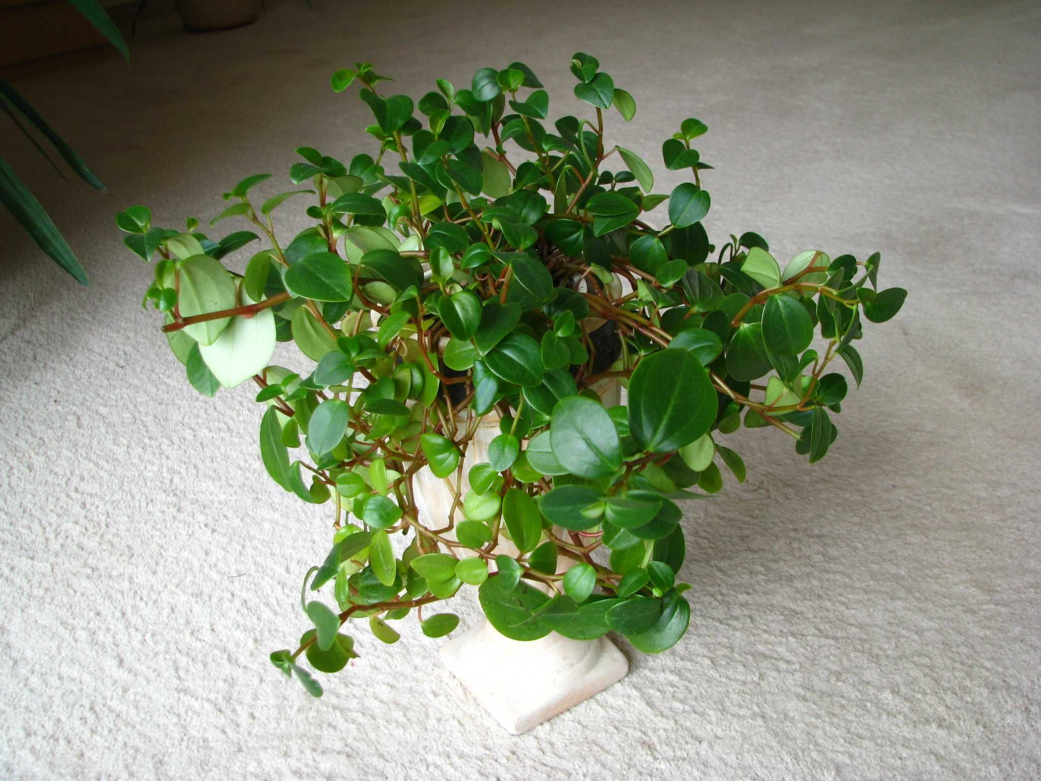 Mulenbekia – piękna zdrowa roślinka ozdobna