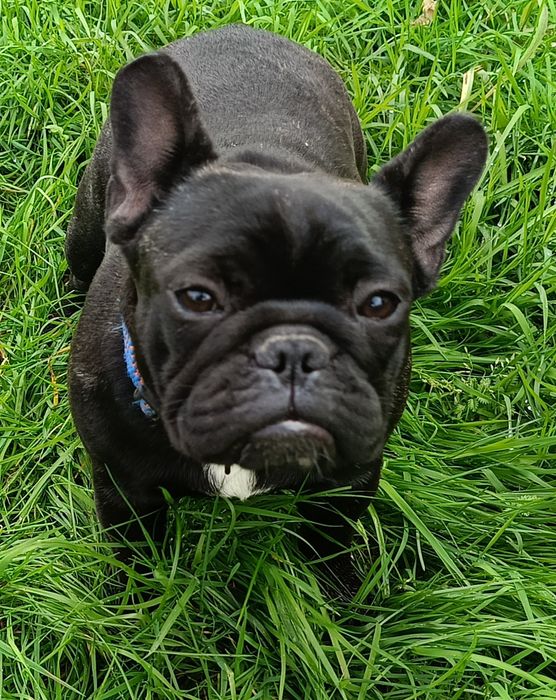 Buldog francuski