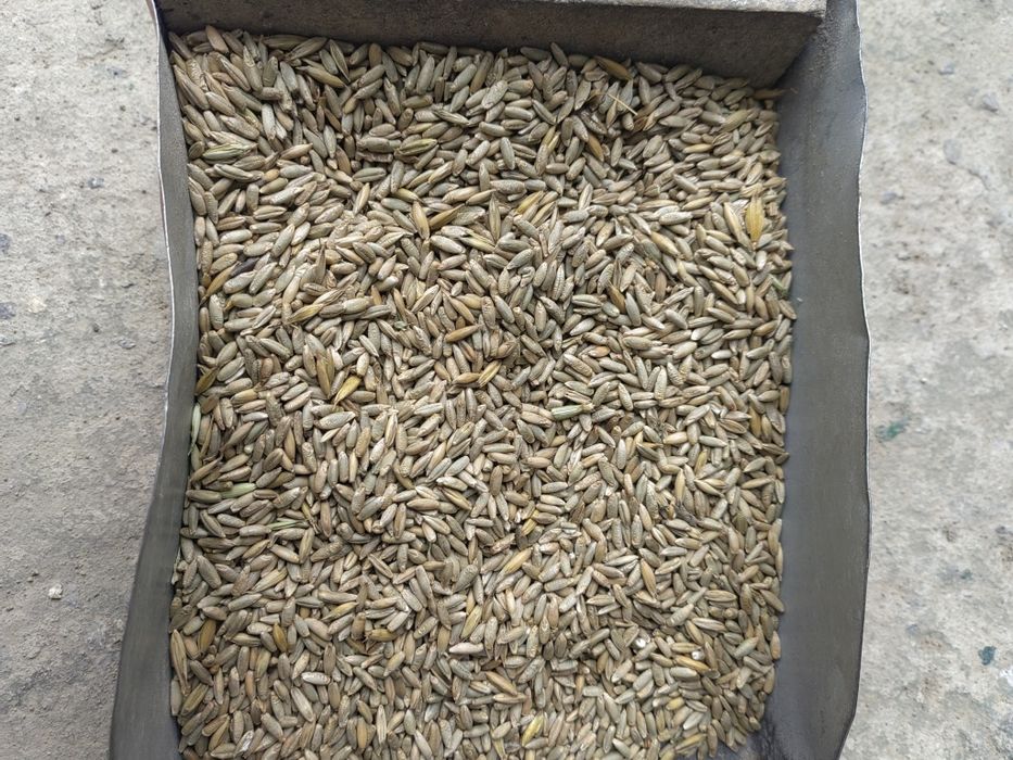 Owies ozimy KWS  SERAFINO