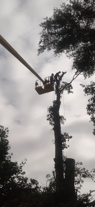 Обрізка дерев Спил Дерева Спилить Дерево Розчистка території Вивіз