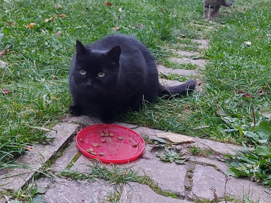 Кіт в добрі руки