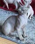 koteczka devon rex -rodowód FPL