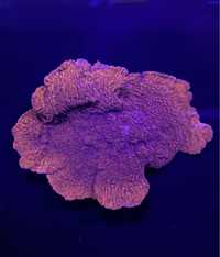 Montipora Monti Talerzowa Czerwona Koralowiec SPS Akwarium Morskie