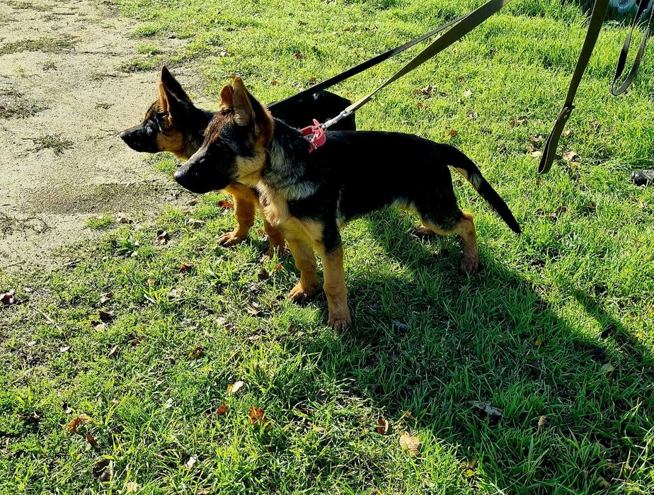 немецкая овчарка супер щенки для охраны