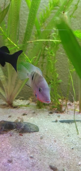 Ciclideo Boca de Fogo