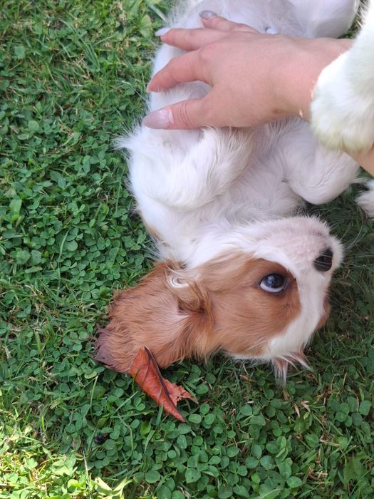 Piesek Cavalier King Charles Spaniel Związek Kynologiczny w Polsce FCI