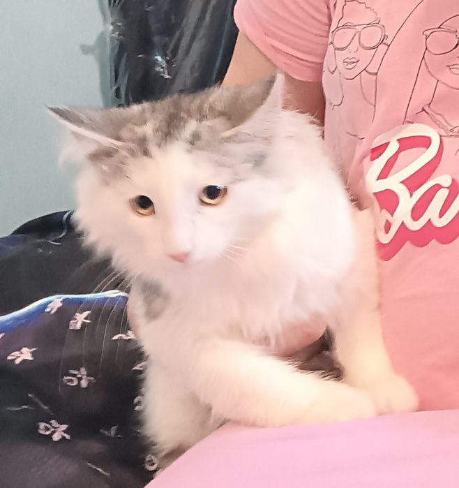 FPL Unikatowa kotka rasy Norweski Leśny. Kotka Hodowlana