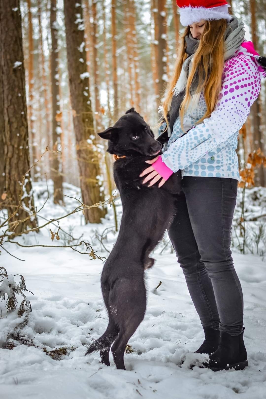 Gałgan cudowny psiak do adopcji pies szuka domu