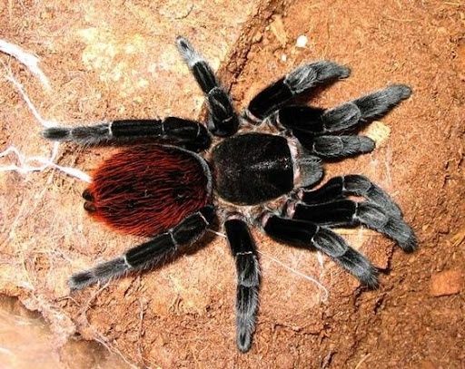 Красные тарантулы Brachypelma vagans