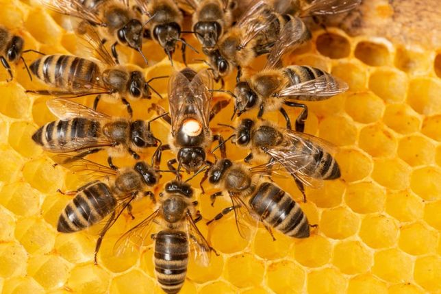 Бджолопакети відводи сім'ї  Карпатська бджола