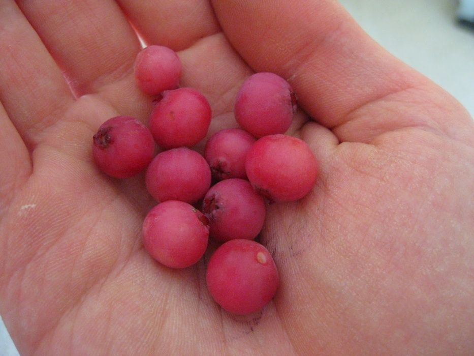 Planta MIRTILO VERMELHO - Mais doce - Em produção