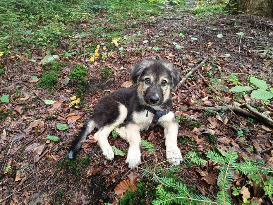 SZEPT 6 mies. pies idealny pod każdym względem. Akceptuje koty