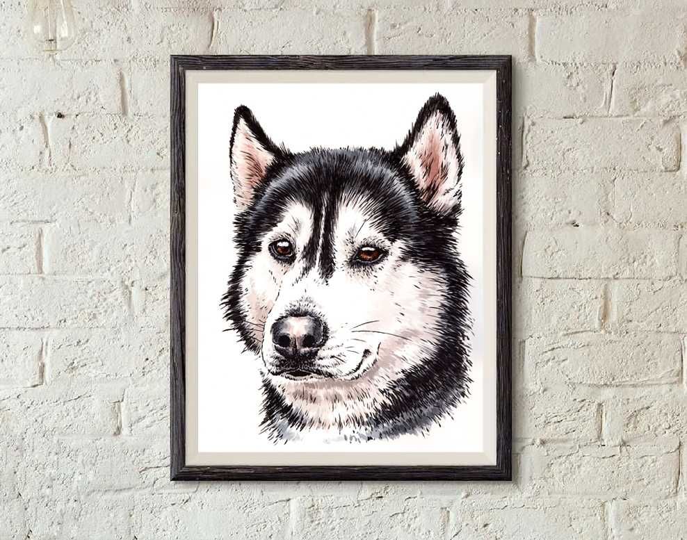 Siberian husky - portret psa, obraz psa rasy husky syberyjski