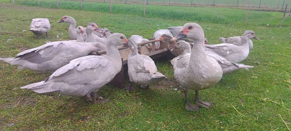 Kaczki piżmowe perłowe