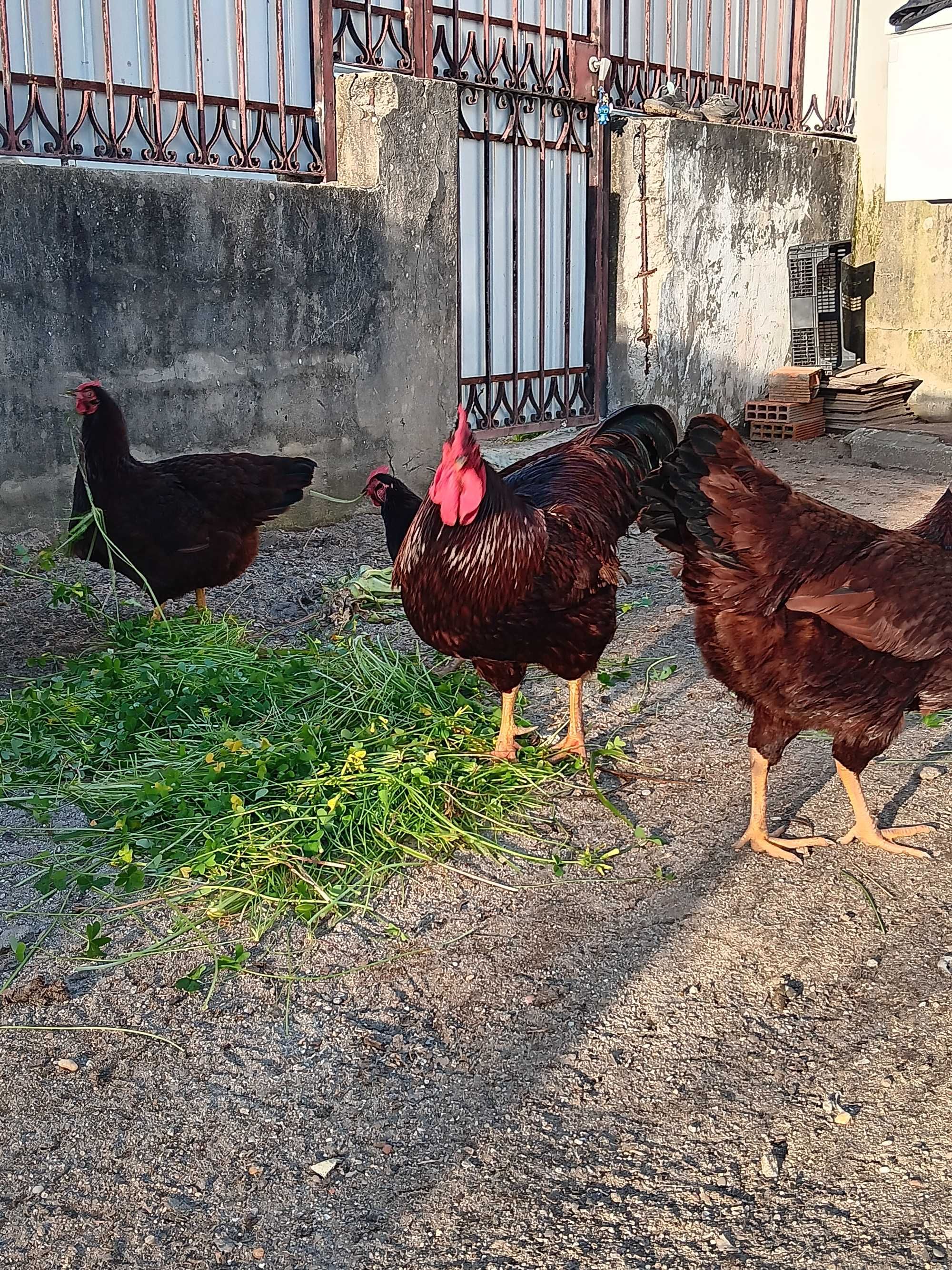 Ovos galados  rhode island red