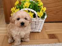 Maltipoo w pięknym kolorze