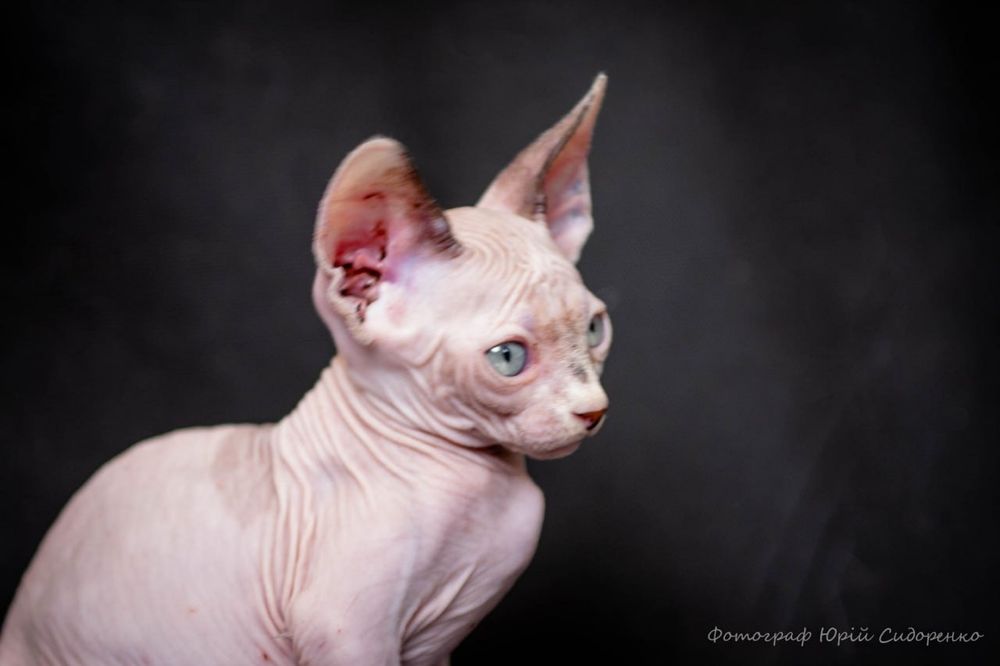 Эльф, сфинкс, канадский сфинкс, премиум бебифейс