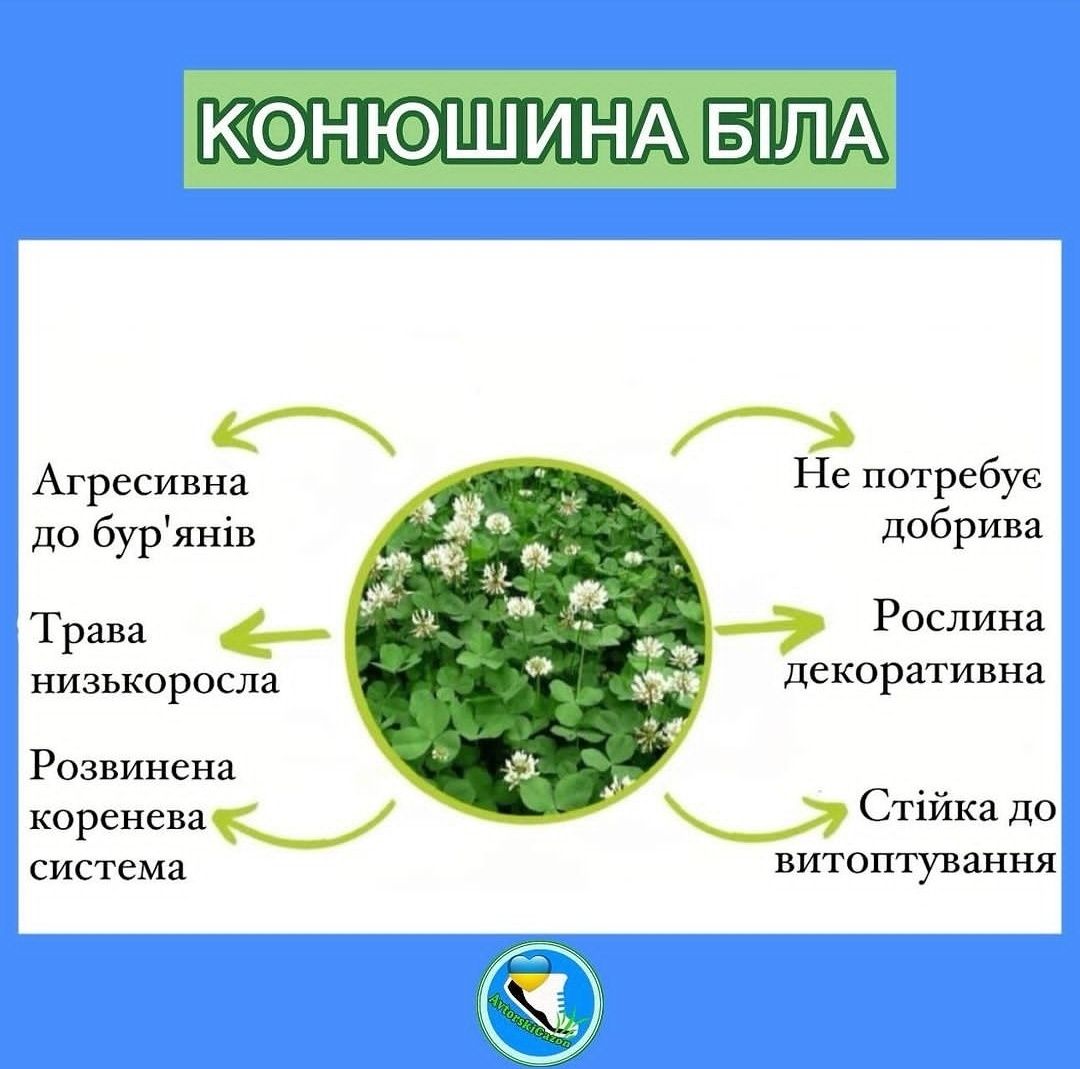 Мікро конюшина Рівендел/  Піполіна та інші/ Чи є в неї недоліки? Газон