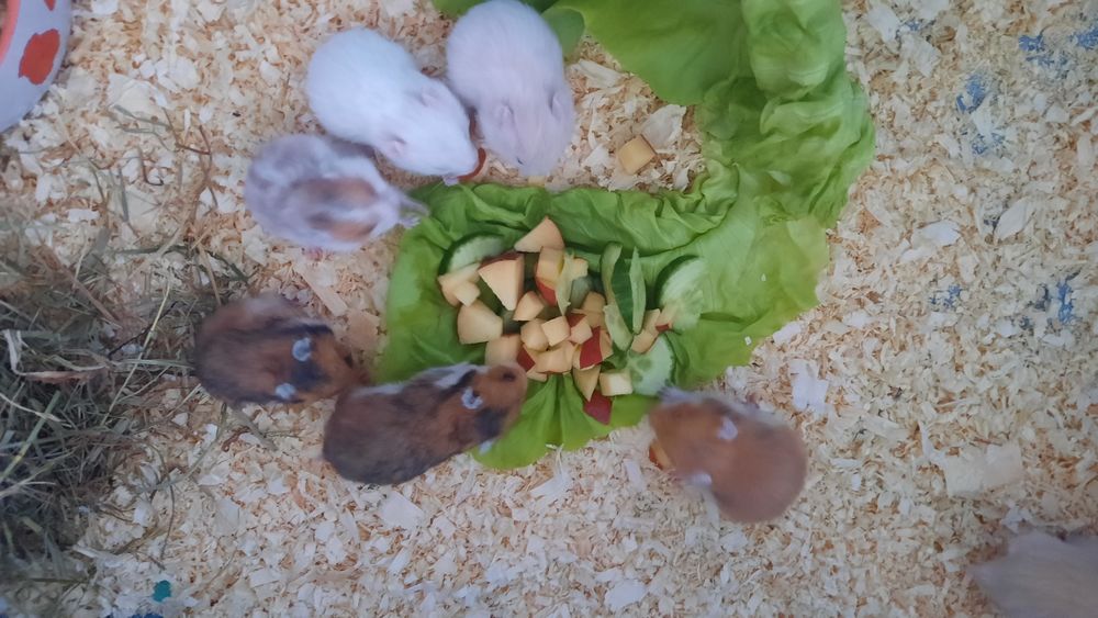 Chomik syryjski długowłosy, młodziutkie białe, wiewiórki i biszkoptowe